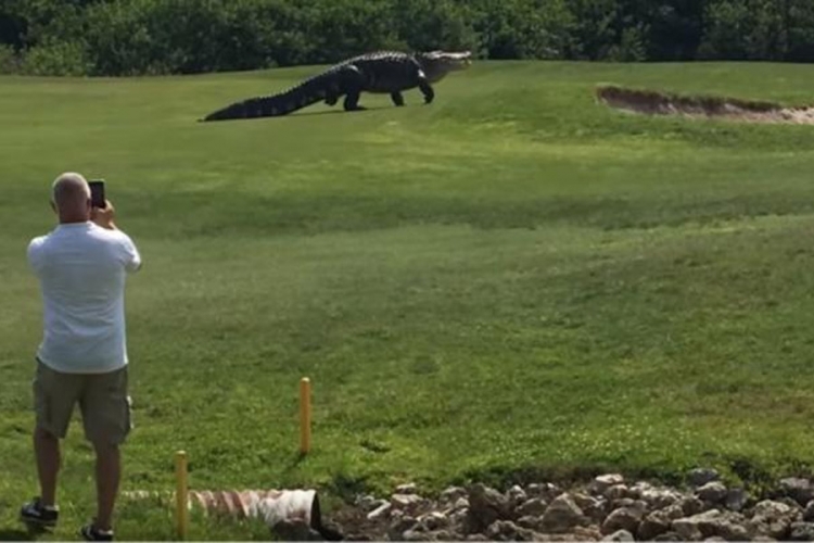 Na Floridi snimljen najveći aligator na svijetu? (VIDEO)