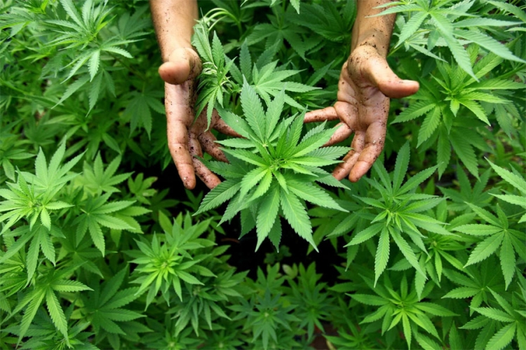 Ribnik: Marihuanu uzgajao u šumi