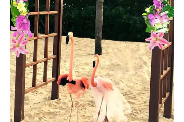  Kako izgleda romantično vjenčanje zaljubljenih flamingosa (VIDEO)