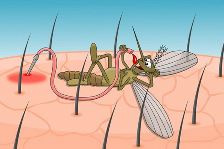 Zašto vas "grickaju" komarci?