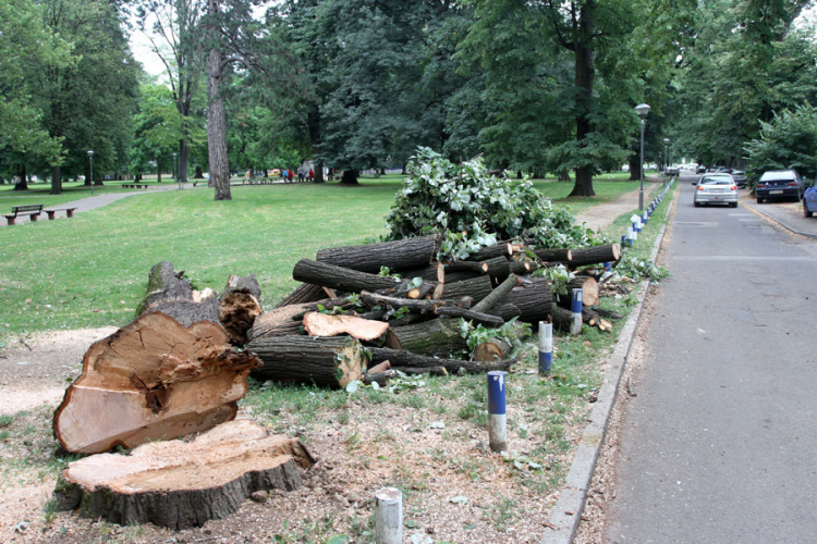 Nevrijeme oštetilo drvo u parku "Mladen Stojanović"