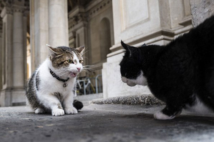 Mačak "premijer" se tukao sa mačkom "ministrom"