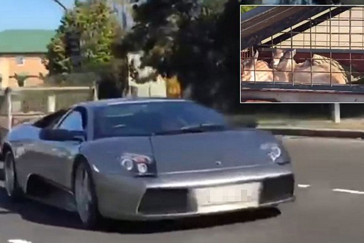 Njemu Lamborghini služi za prevoz koza (VIDEO)