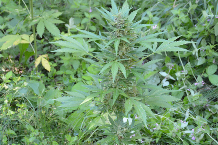 Banjaluka: Bivši policajac uzgajao marihuanu u šumi kod groblja (FOTO)
