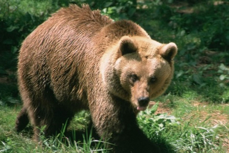 U Ljubačevu kod Banjaluke medvjed ušao kroz prozor štale i udavio ovna