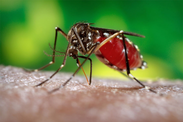 Opasni virus zika mogao bi napasti i mozak odraslih ljudi