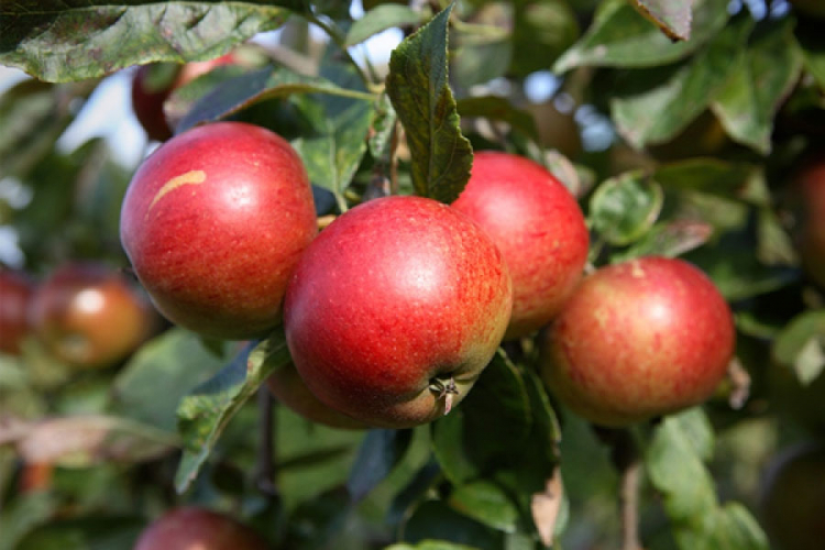 5 zanimljivosti o jabukama koje sigurno niste znali