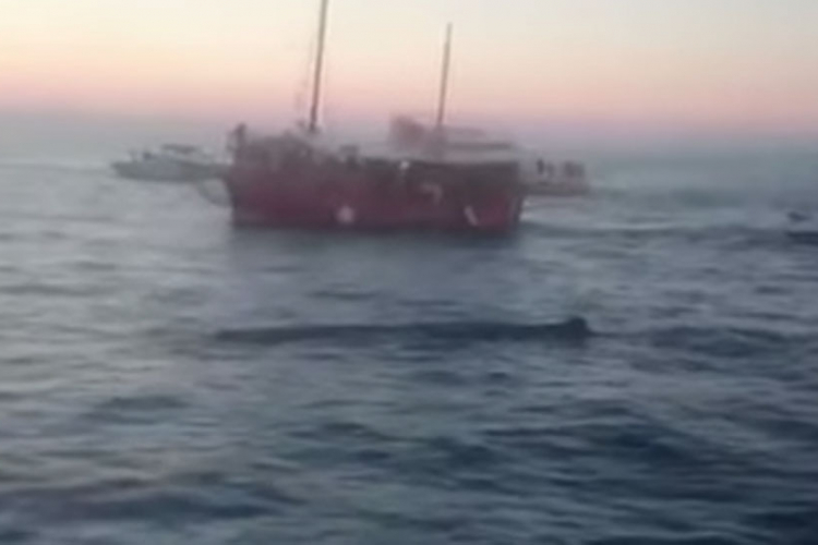 Jato kitova kod Rovinja (VIDEO)