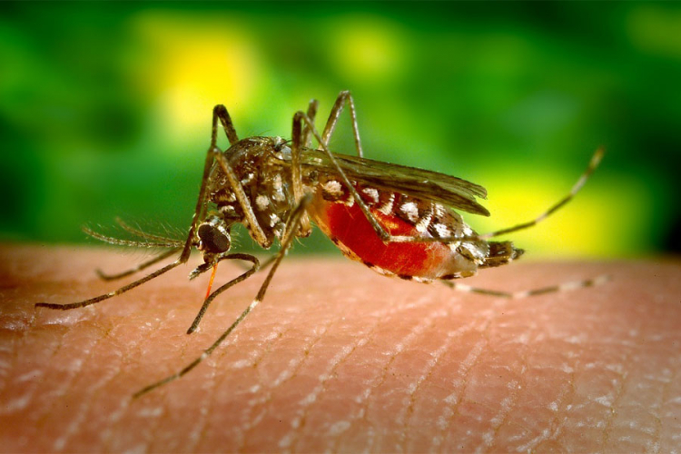 Četiri tipa ljudi kojima komarci vole piti krv