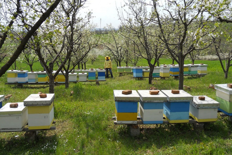 Novi Grad: Manifestacija "Dani pčelarstva, voćarstva i našeg sela"