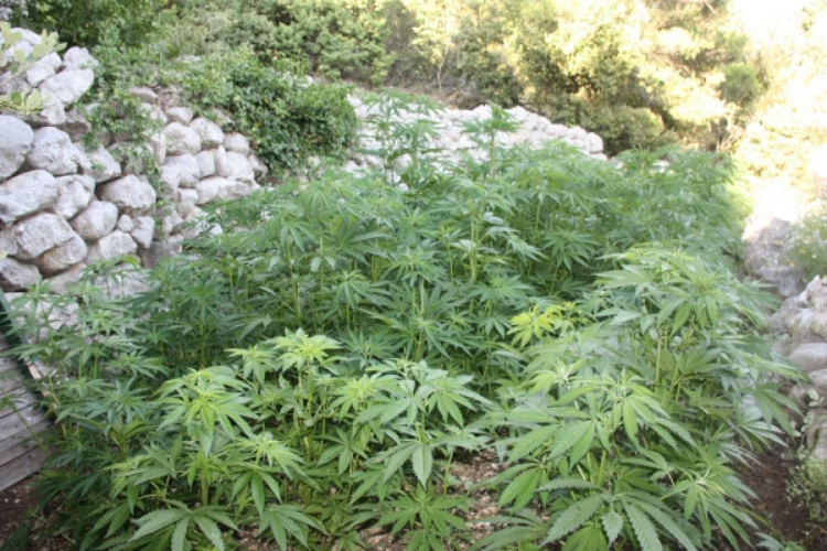 Kod Metkovića otkrivena velika plantaža marihuane