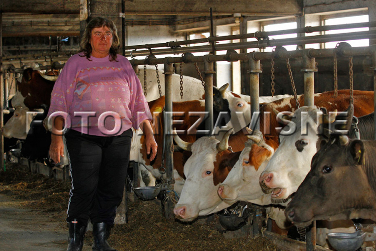 Imanje pored Banjaluke: Vinka Savić svakoj od 70 krava zna ime (FOTO)