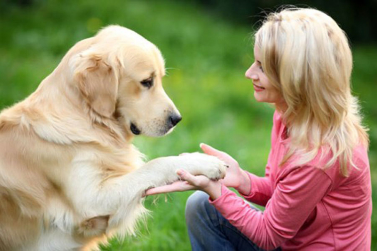 mogu li labrador retriveri biti agresivni