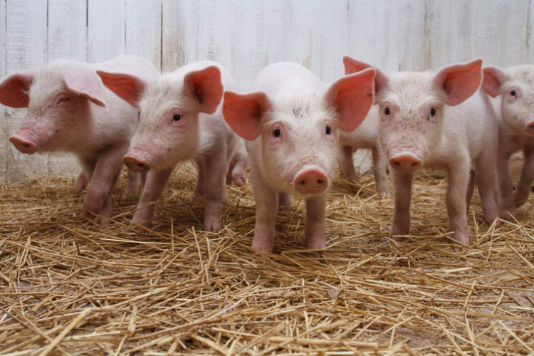 Ugrožen opstanak uzgajivača svinja