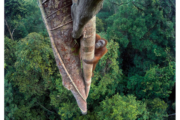 Vrtoglavi pogled na orangutana najbolja fotografija divljine za 2016. godinu