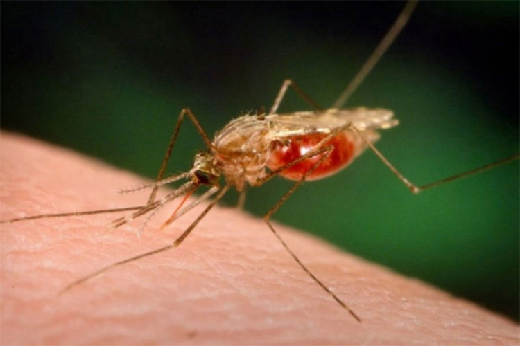 Vojska modifikovanih komaraca kreće u rat protiv zika virusa 