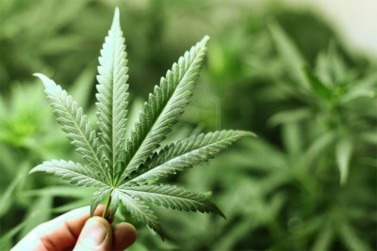 Dablin na putu da legalizuje marihuanu u medicinske svrhe