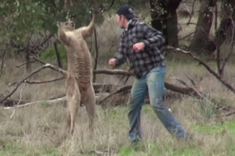 "Fajt" kengura i čovjeka (VIDEO)