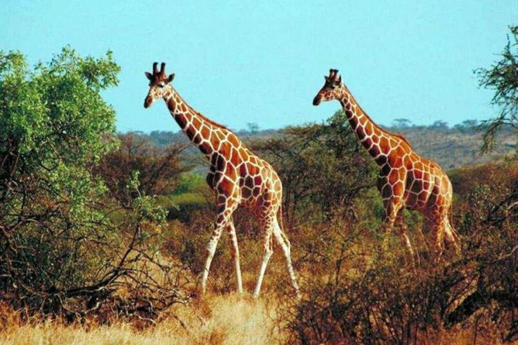 Žirafama prijeti izumiranje