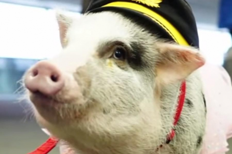 Svinja pomaže onima koji se boje letenja (VIDEO)