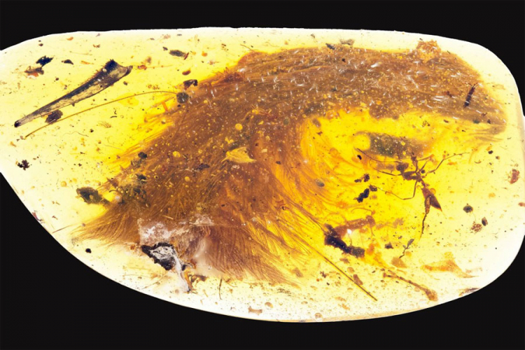 Pronađen očuvan dio repa pernatog dinosaurusa