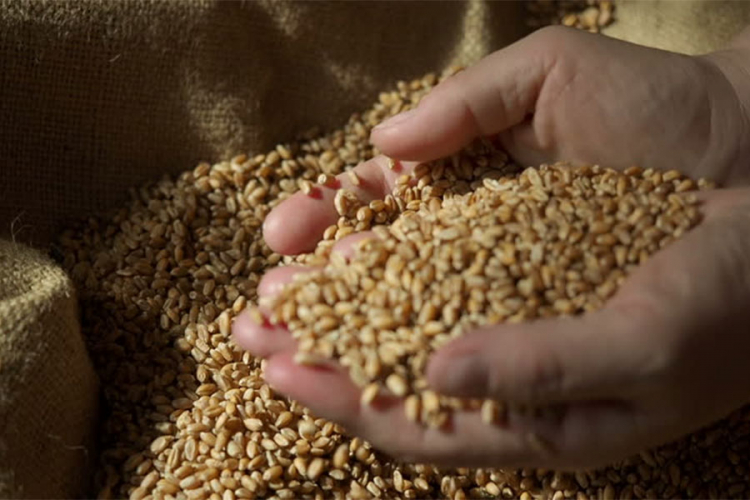 Povećana proizvodnja pšenice i kukuruza