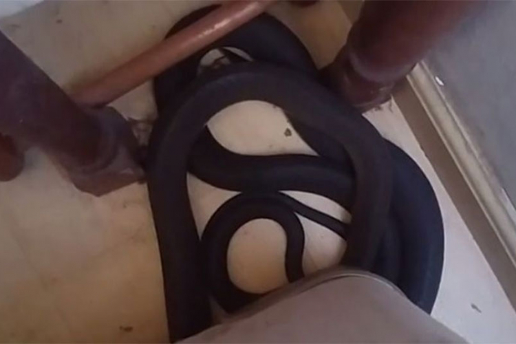 Žena spavala pored crne mambe, a nije toga bila svjesna (VIDEO)