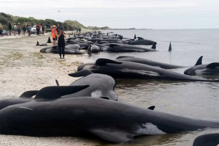 Novi Zeland: Više od 200 kitova vratilo se u vodu
