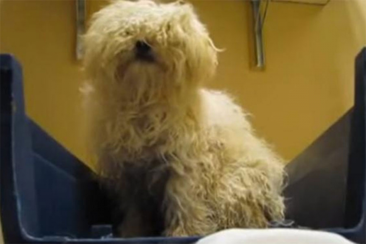 Priča o Ediju, psu spašenom od eutanazije (VIDEO)
