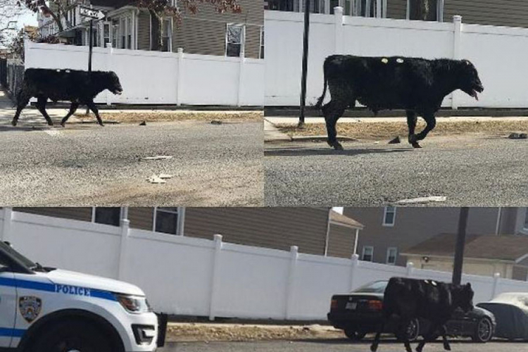 Policija satima jurila kravu koja je pobjegla iz klaonice