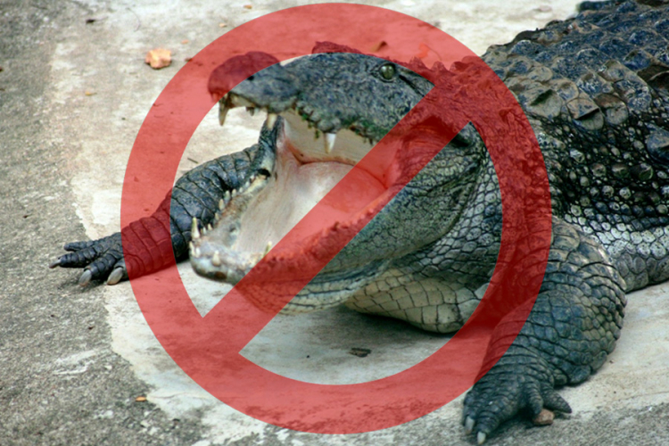 Vic dana: Krokodili u parku Petar Kočić
