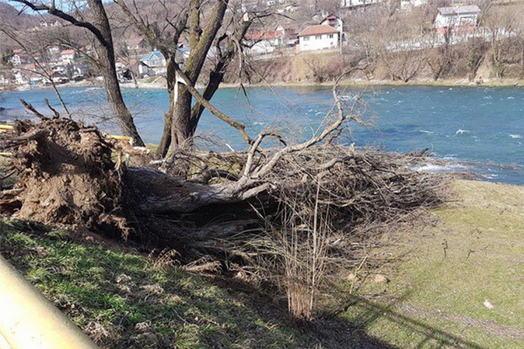 Vjetar oborio stablo u Banjaluci