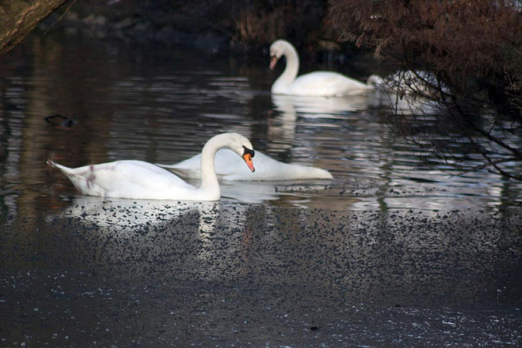 Dva labuda u sarajevskom Zoološkom vrtu zaražena ptičijim gripom