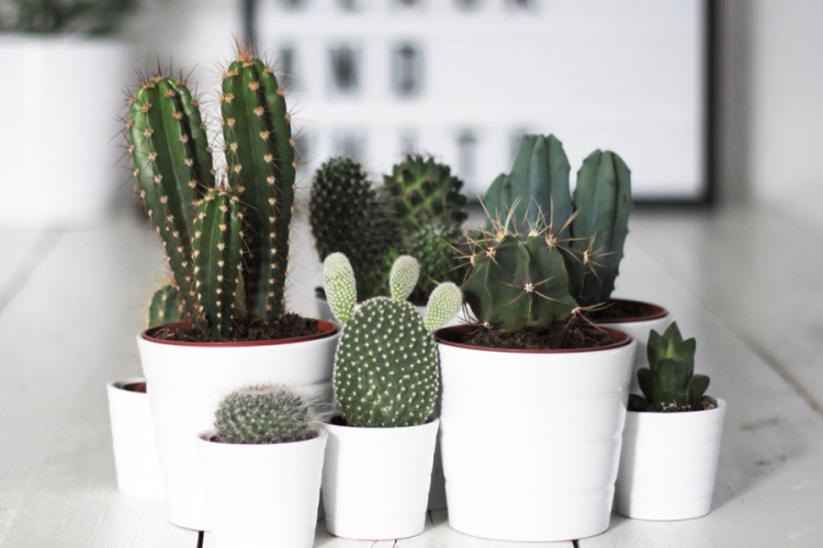 Kaktusima osvježite enterijer: "Bodlje" su u trendu