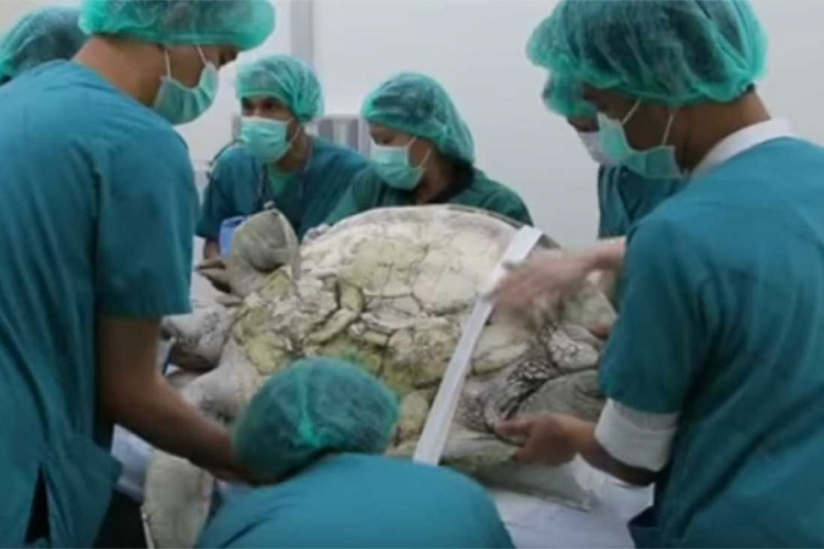 Iz kornjače izvadili gotovo hiljadu kovanica (VIDEO)