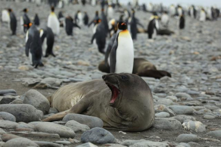Bizarna pojava na Antarktiku: Zašto se foke pare sa pingvinima?