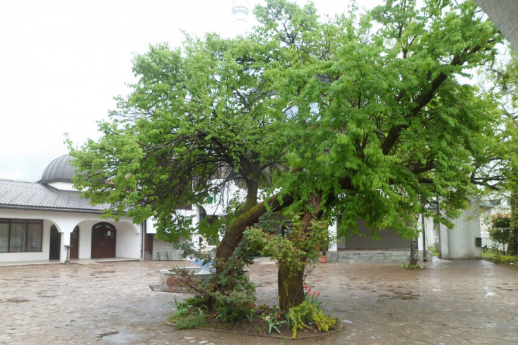 Drvo jorgovana u dvorištu Hamzibegove džamije staro tri vijeka