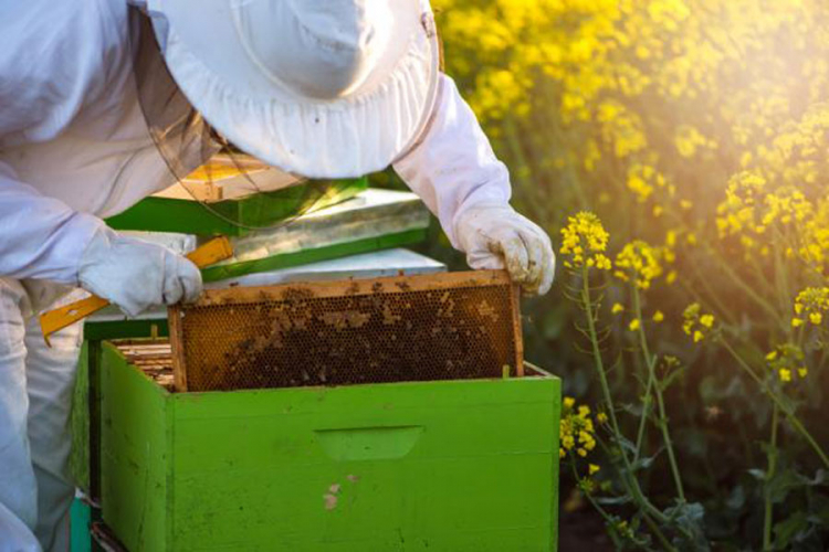 Pčelari u BiH imaju pune ruke posla: Ova sezona biće medonosna