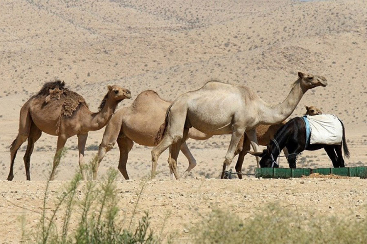 Recept za punjenu kamilu: Jedno jelo za cijelo selo