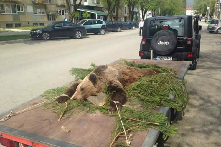 Lovci zgroženi vozanjem ubijenog mede kroz grad