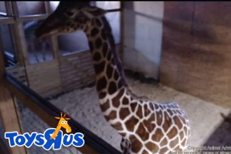 Rađanja žirafe drugi najgledaniji prenos uživo na Youtubeu