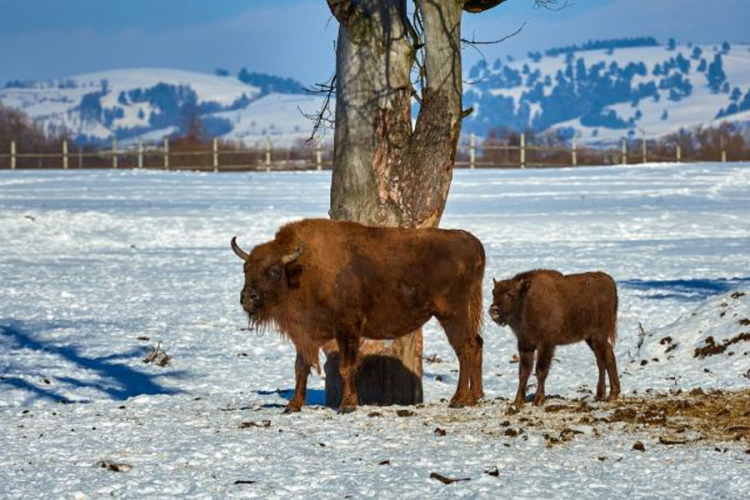 Na Dan planete u parku Banf rođen prvi bizon poslije 140 godina