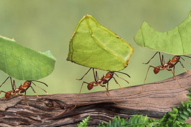 Mravi svoje ranjene borce nose kući na oporavak