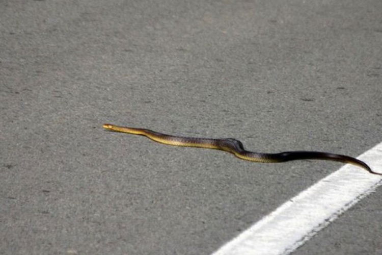 Banjalučanka ubila zmiju u dvorištu