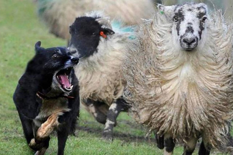 Psi poklali ovce u toru