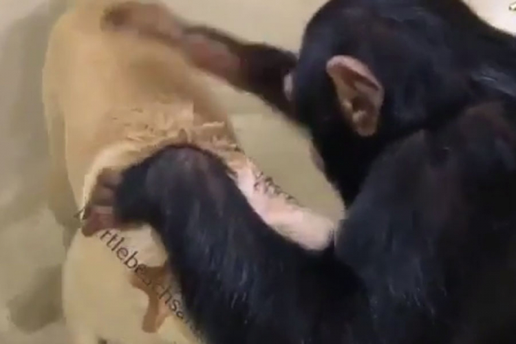 Majmun pomaže drugu psu da se okupa