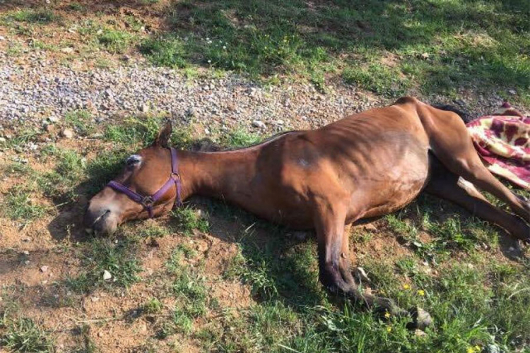 Provaljeno na imanje Amira Zukića: Njegovog konja usmrtili tupim predmetom