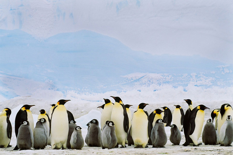 Carski pingvini nestaju zbog klimatskih promjena