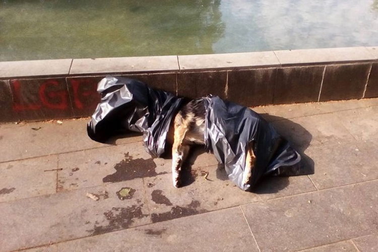 Mrtav pas u kesi u parku ''Petar Kočić''