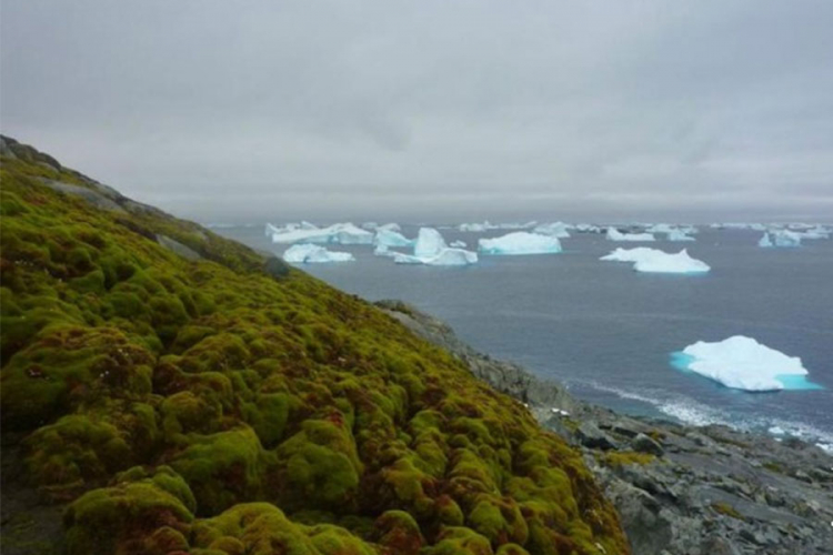 Antarktik postaje sve "zeleniji"